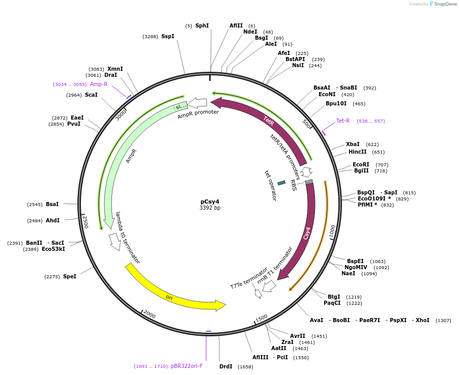44252-plasmid-map-sequence-id-60253