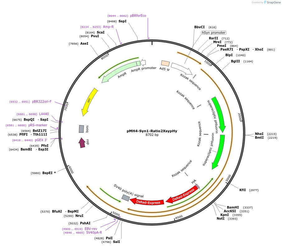 44269-plasmid-map-sequence-id-60259