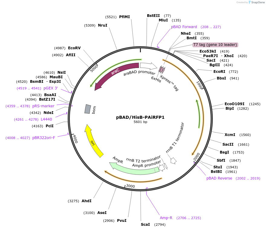 44270-plasmid-map-sequence-id-60288
