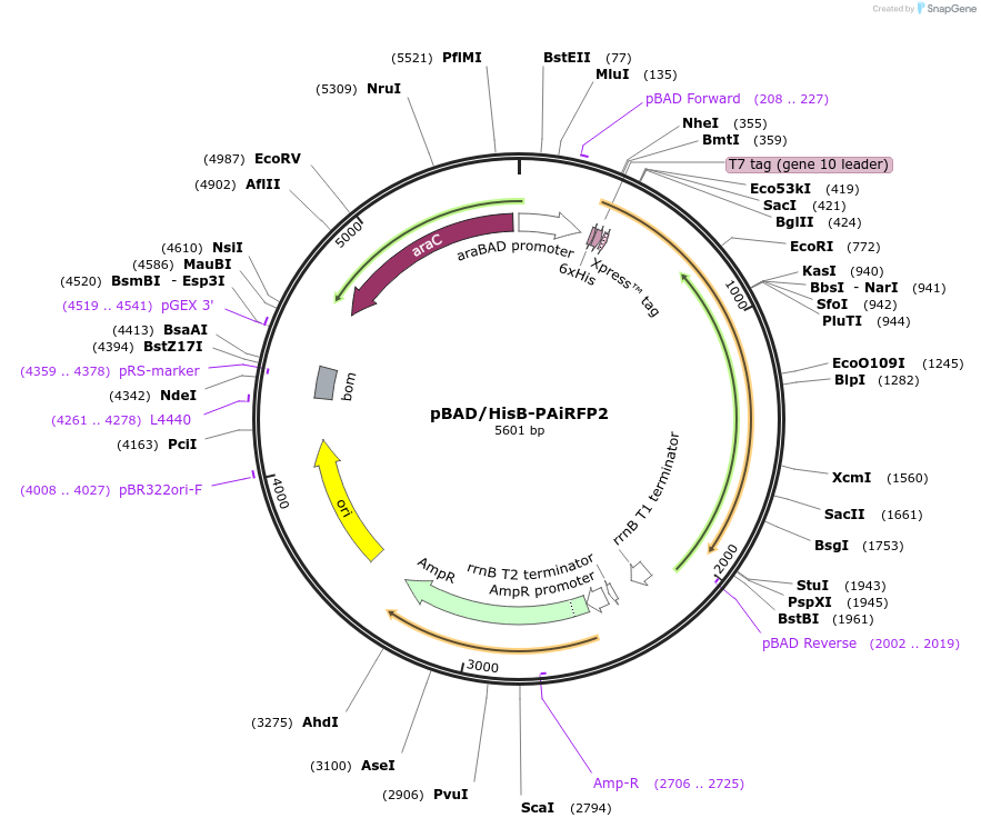 44271-plasmid-map-sequence-id-60294