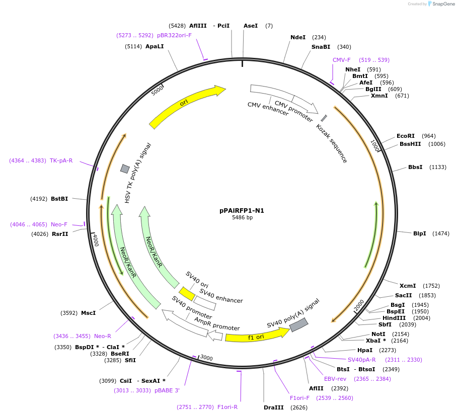 44272-plasmid-map-sequence-id-60295