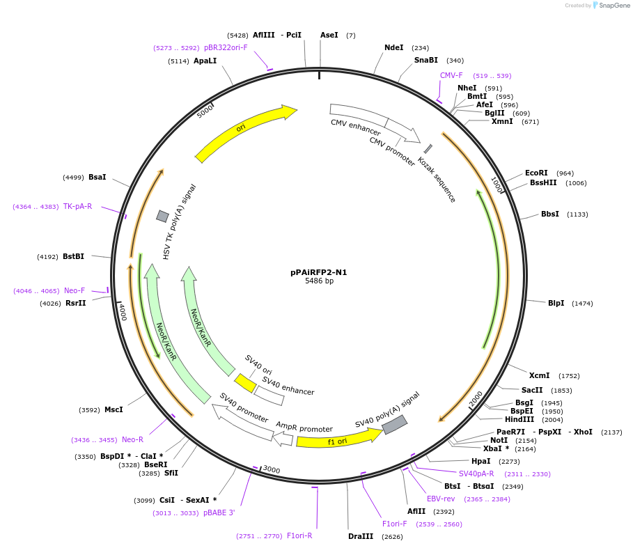 44273-plasmid-map-sequence-id-60296