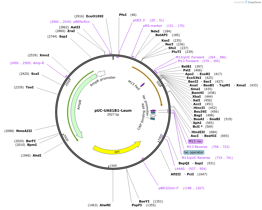 44303-plasmid-map-sequence-id-60299