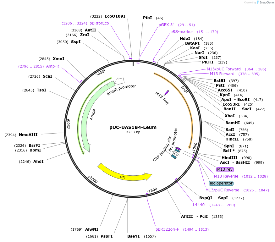 44312-plasmid-map-sequence-id-60304