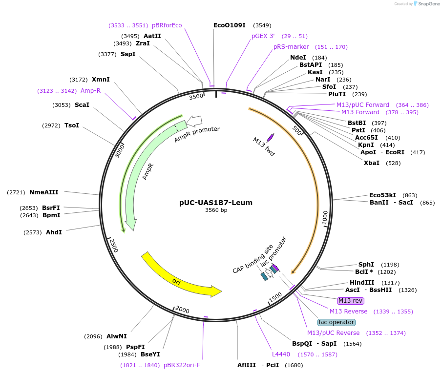 44315-plasmid-map-sequence-id-60307