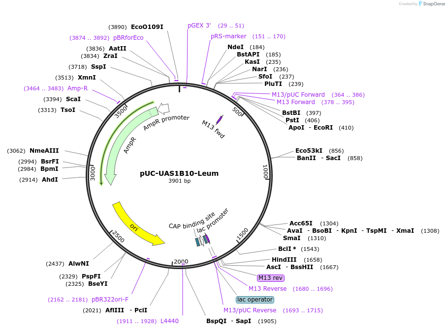 44318-plasmid-map-sequence-id-60310