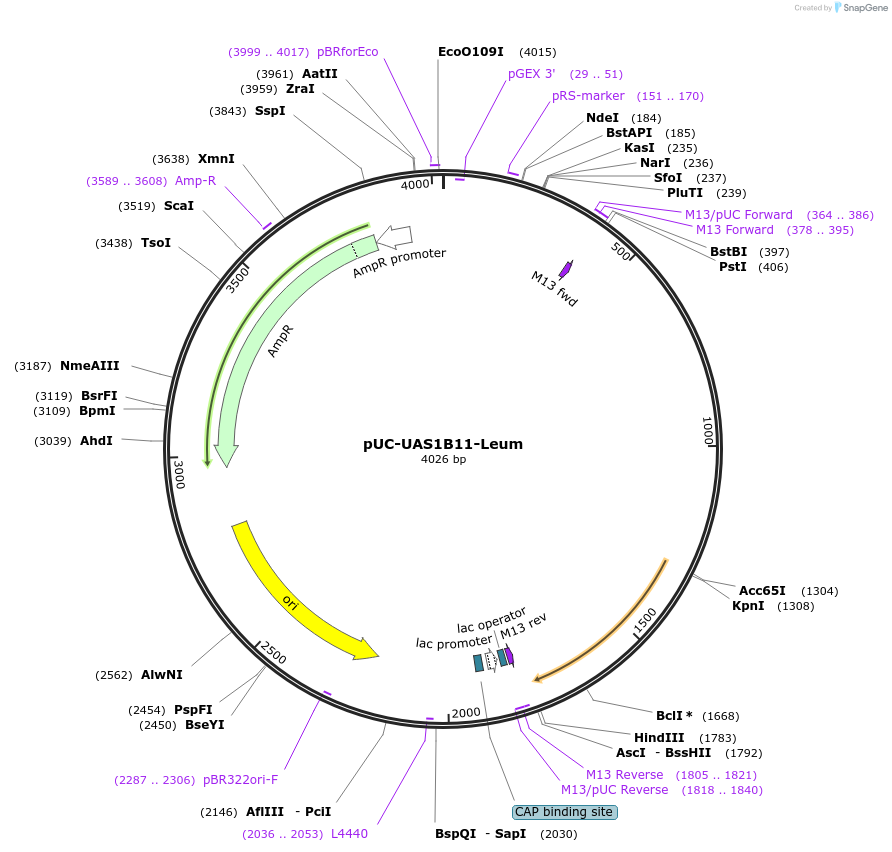 44319-plasmid-map-sequence-id-60311
