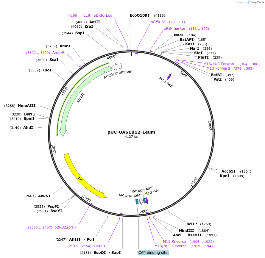44320-plasmid-map-sequence-id-60312