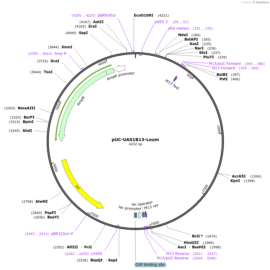 44321-plasmid-map-sequence-id-60313