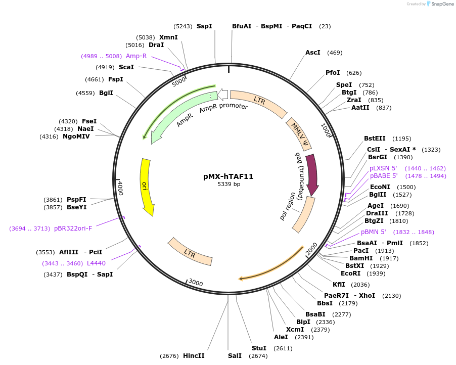 60339_map