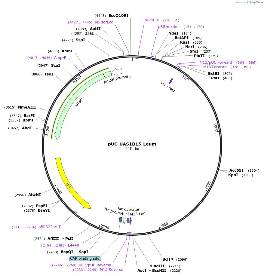 44323-plasmid-map-sequence-id-60362