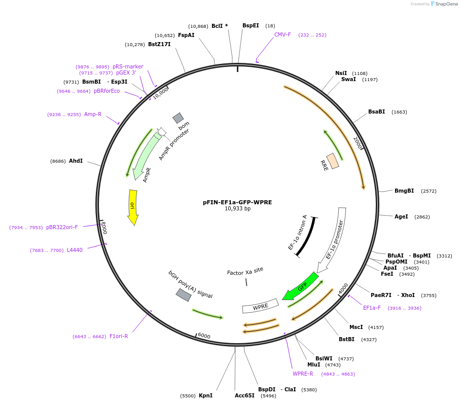44352-plasmid-map-sequence-id-60427
