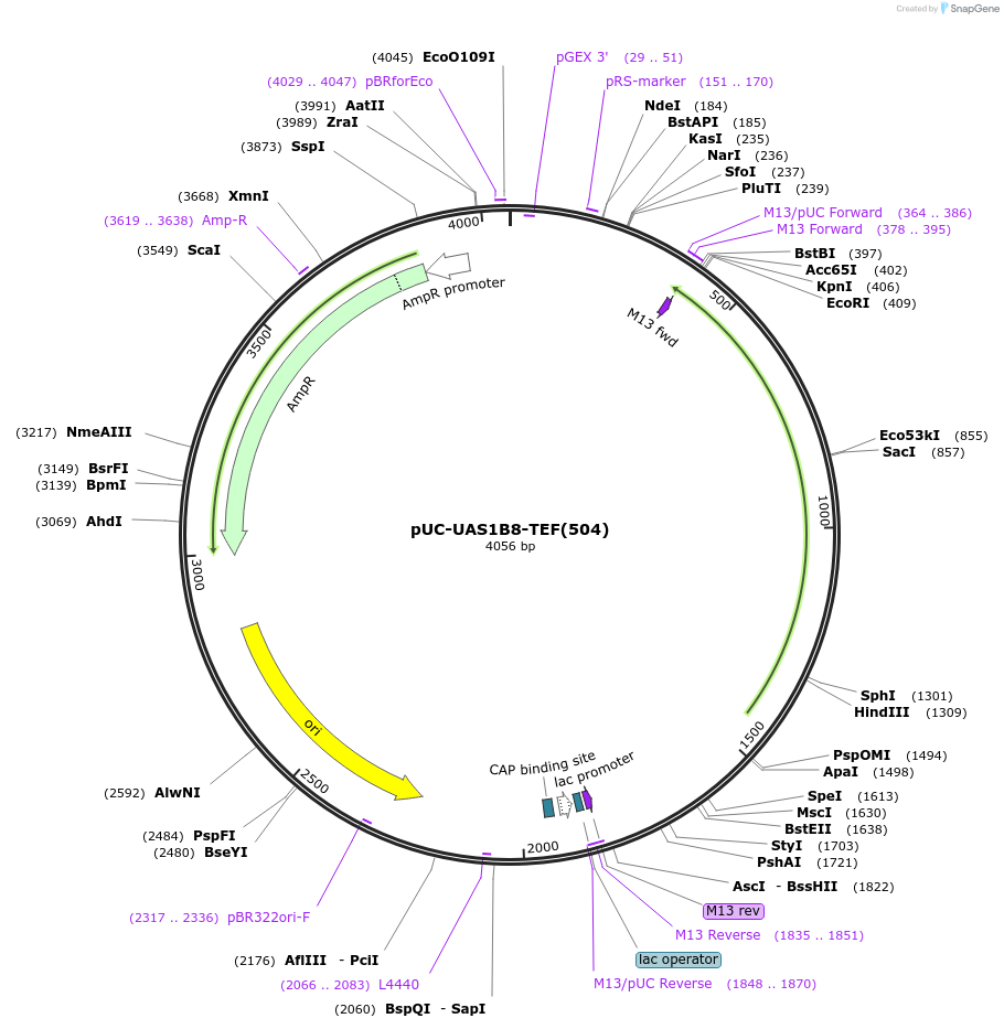 44372-plasmid-map-sequence-id-60451