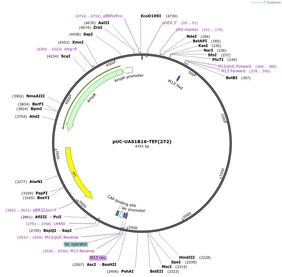 44375-plasmid-map-sequence-id-60454