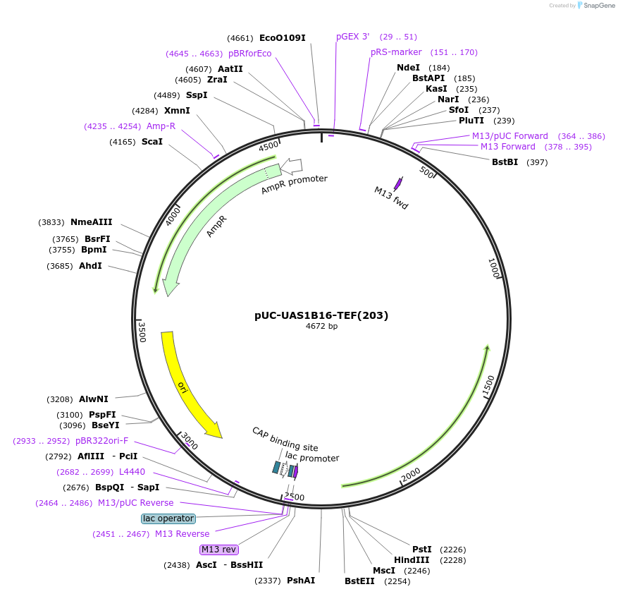 44377-plasmid-map-sequence-id-60455