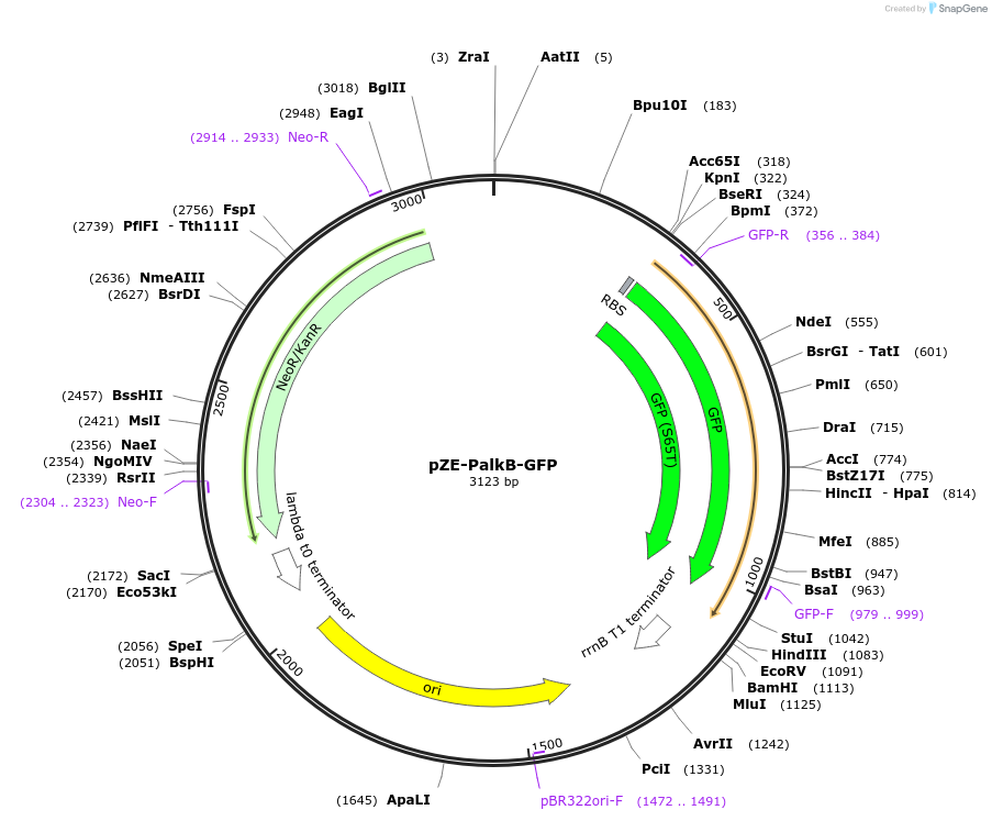 44381-plasmid-map-sequence-id-60470