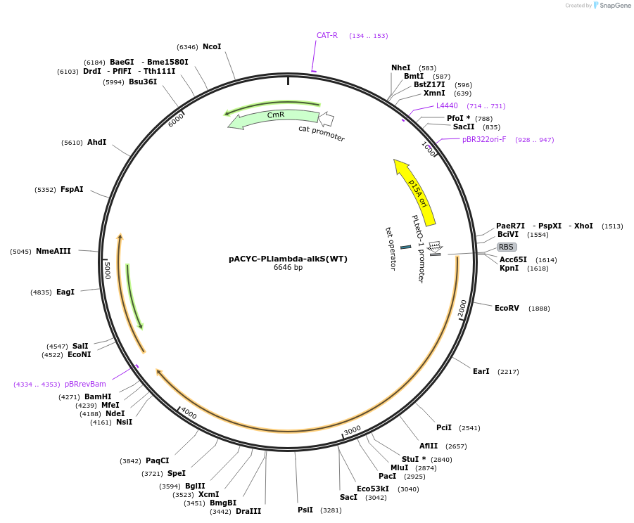 44382-plasmid-map-sequence-id-60471