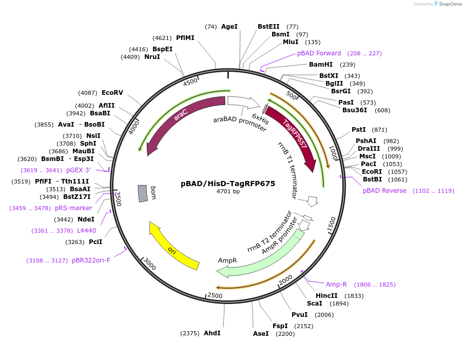 44274-plasmid-map-sequence-id-60518