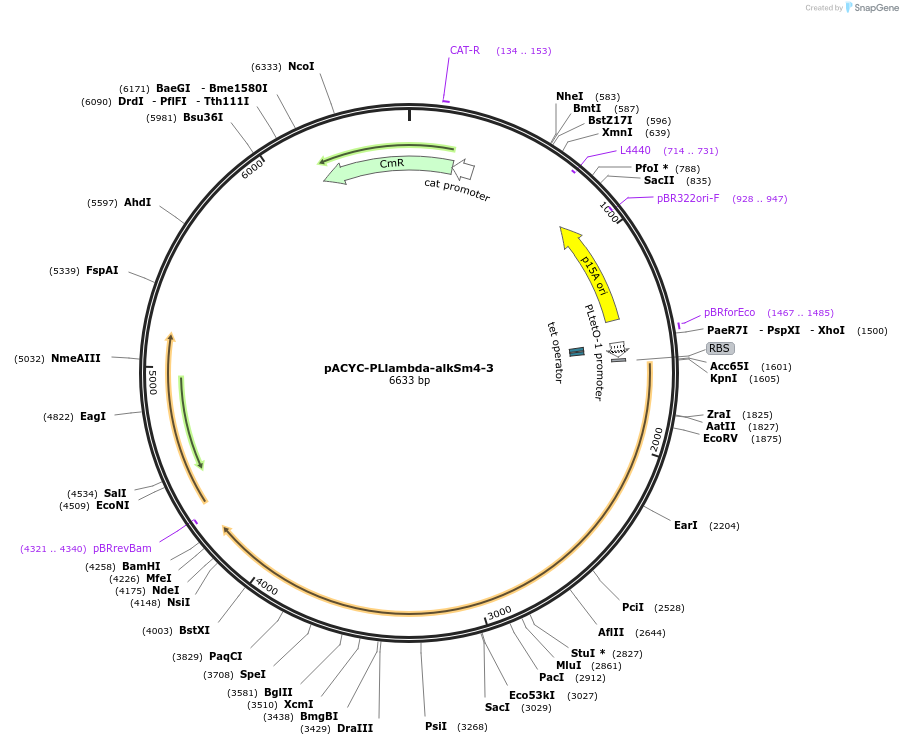 44383-plasmid-map-sequence-id-60520