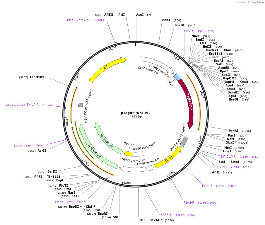 44275-plasmid-map-sequence-id-60527