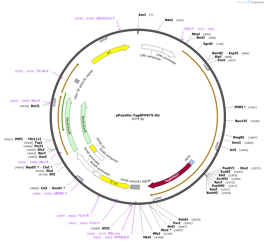 44276-plasmid-map-sequence-id-60544