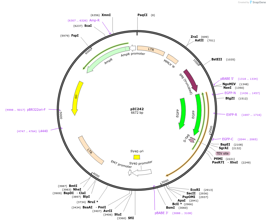 44432-plasmid-map-sequence-id-60588