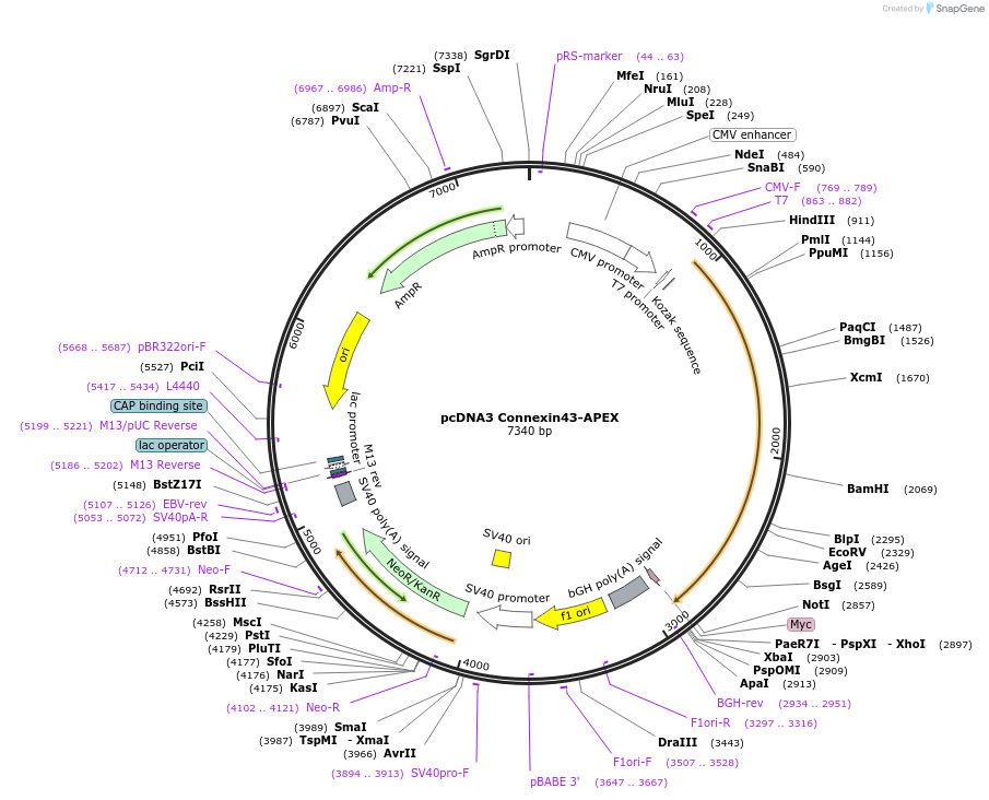 44439-plasmid-map-sequence-id-60627