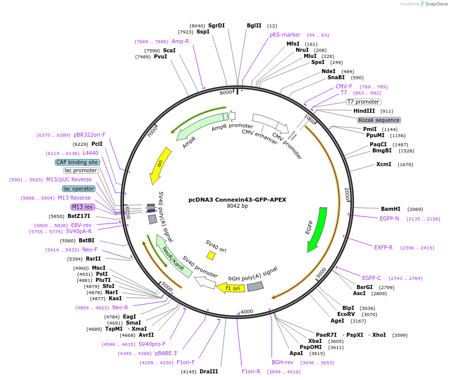 44440-plasmid-map-sequence-id-60631