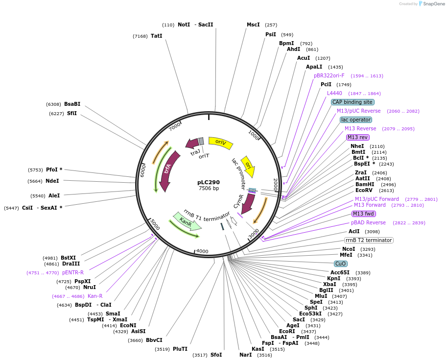 44447-plasmid-map-sequence-id-60645