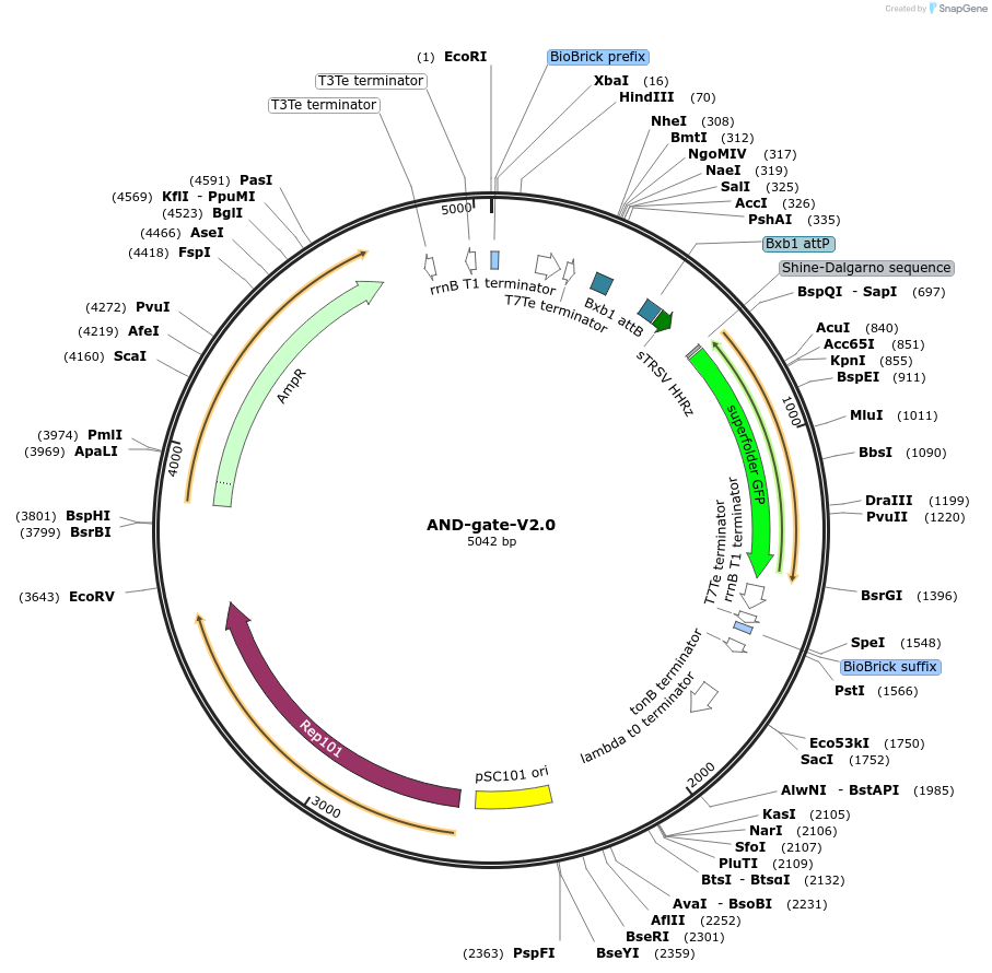 44449-plasmid-map-sequence-id-60648