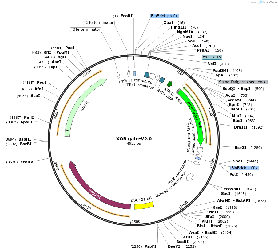 44453-plasmid-map-sequence-id-60653