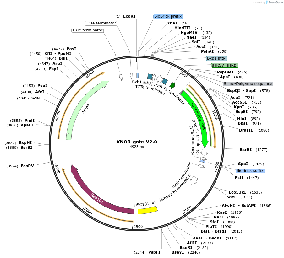 44454-plasmid-map-sequence-id-60654