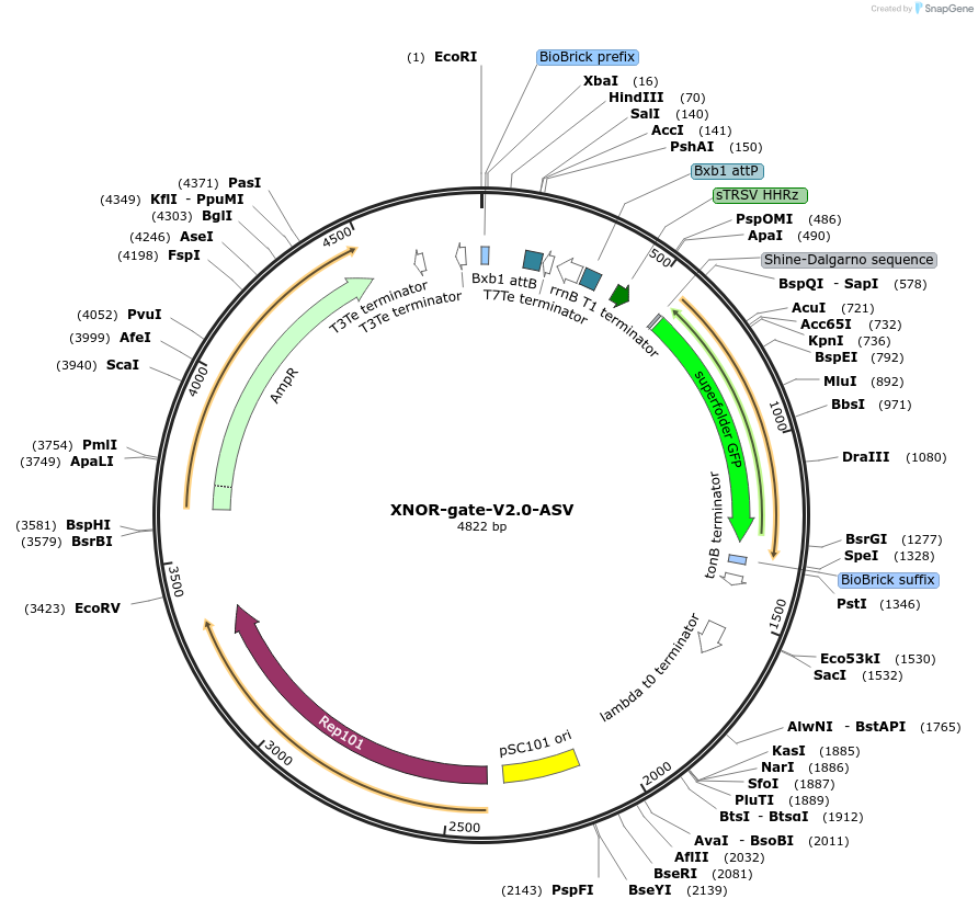 44455-plasmid-map-sequence-id-60655