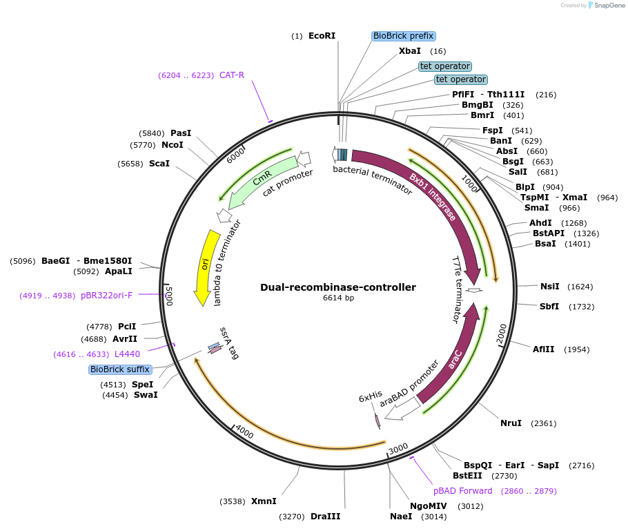 44456-plasmid-map-sequence-id-60656
