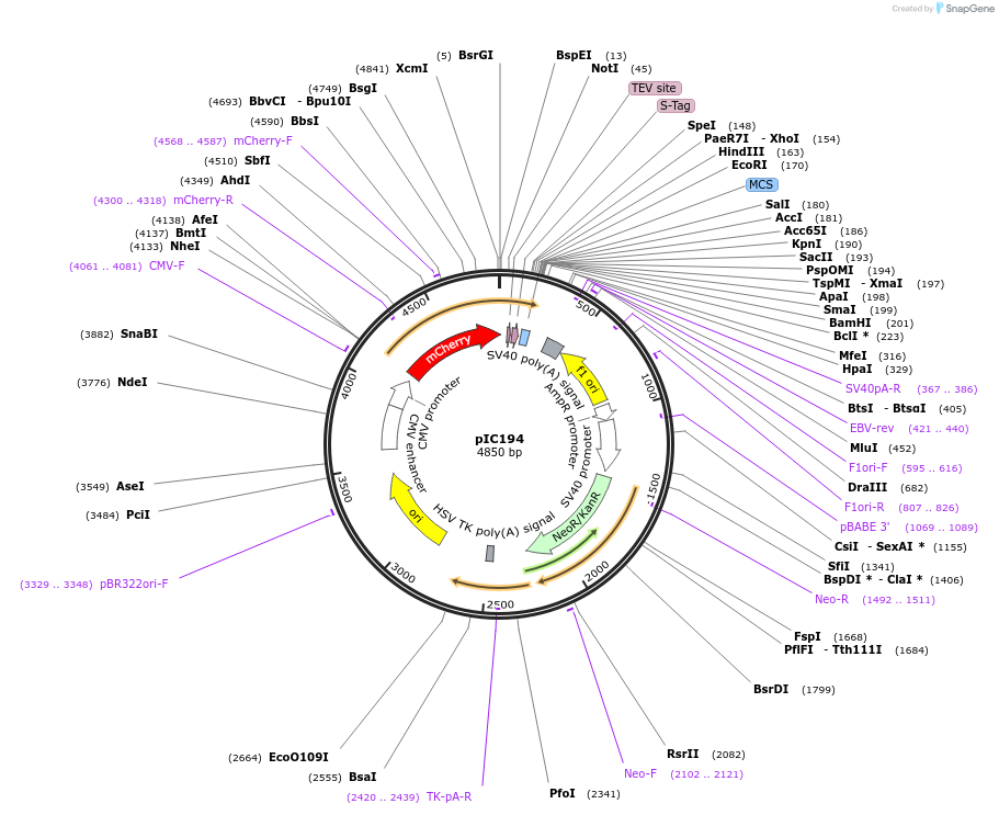 44433-plasmid-map-sequence-id-60661