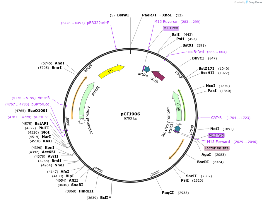 44472-plasmid-map-sequence-id-60686