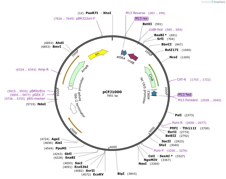 44475-plasmid-map-sequence-id-60692