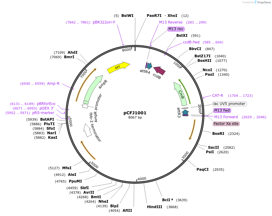 44476-plasmid-map-sequence-id-60693