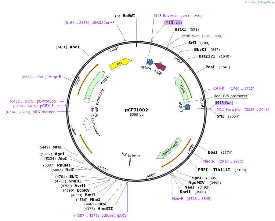 44477-plasmid-map-sequence-id-60695
