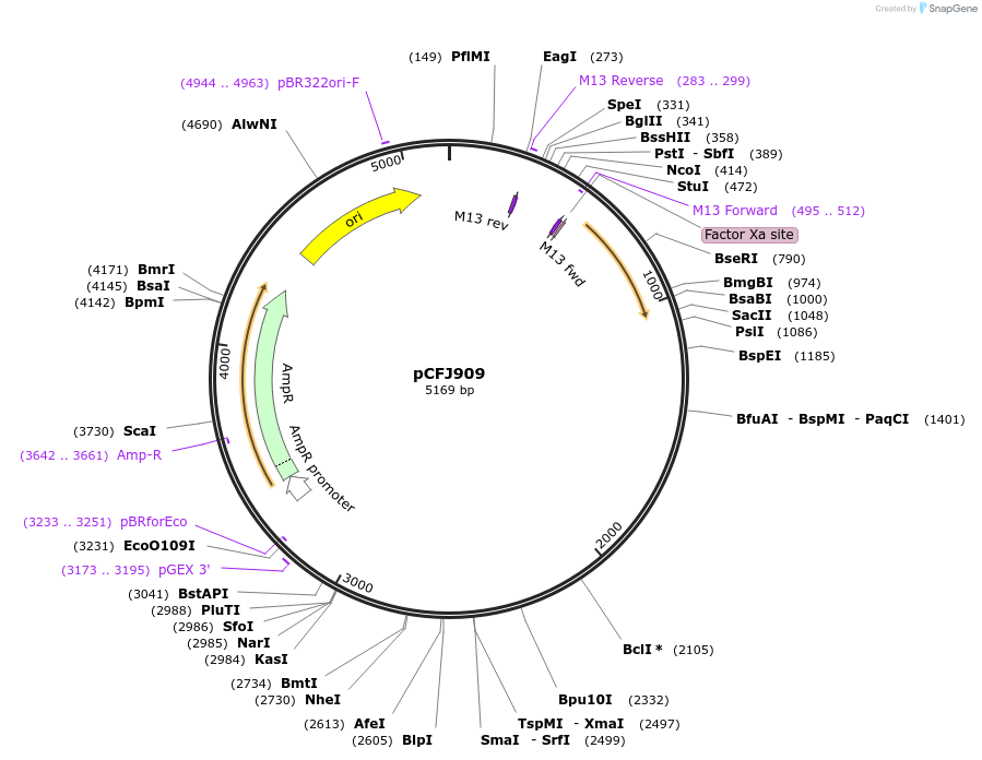 44480-plasmid-map-sequence-id-60712