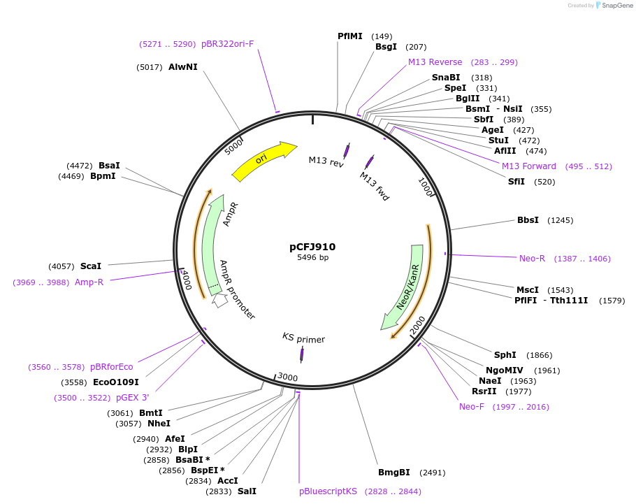 44481-plasmid-map-sequence-id-60715