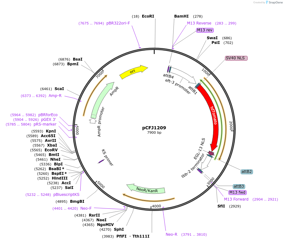 44491-plasmid-map-sequence-id-60729