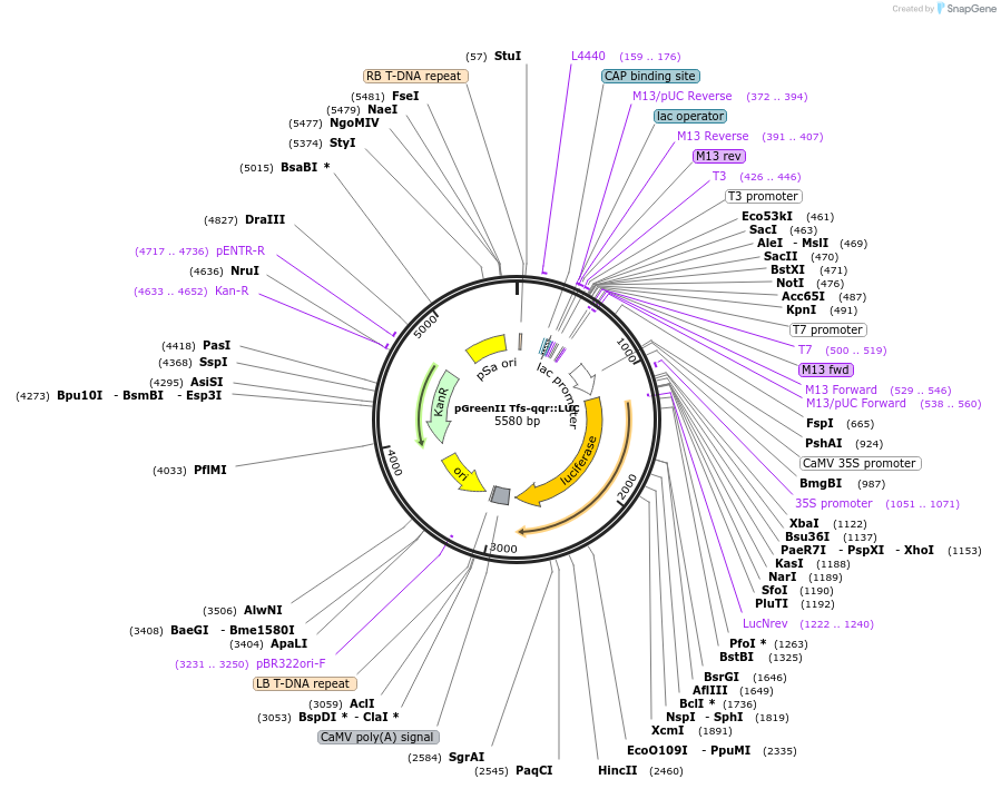 44466-plasmid-map-sequence-id-60745