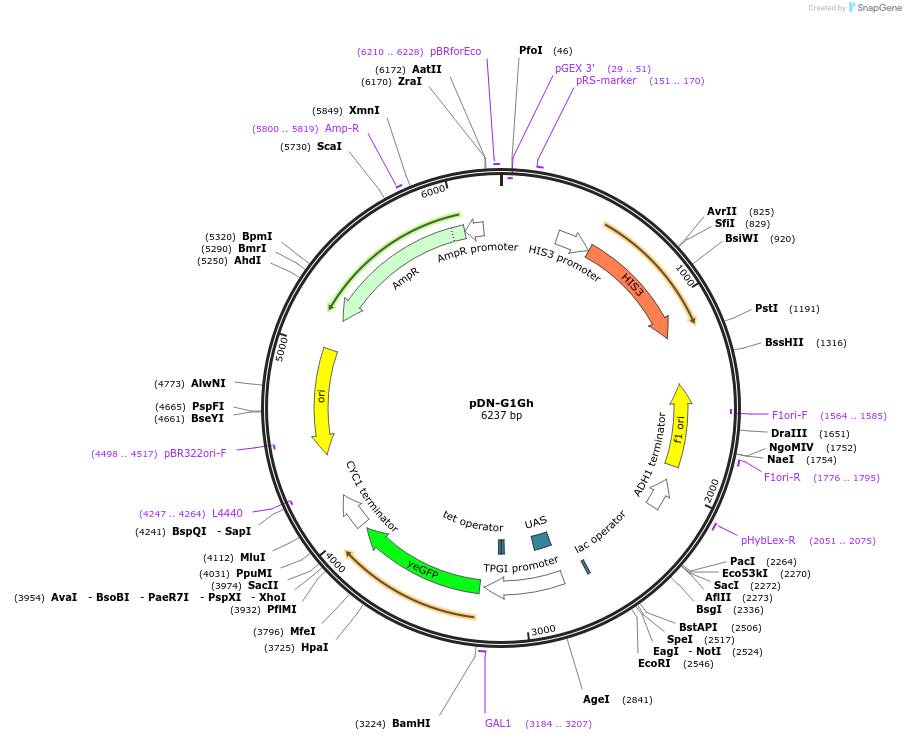 44507-plasmid-map-sequence-id-60746