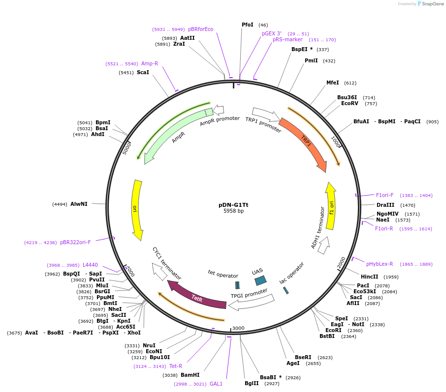 44509-plasmid-map-sequence-id-60751