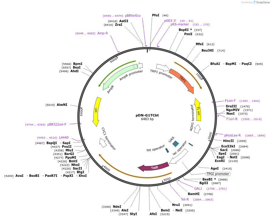 44515-plasmid-map-sequence-id-60867