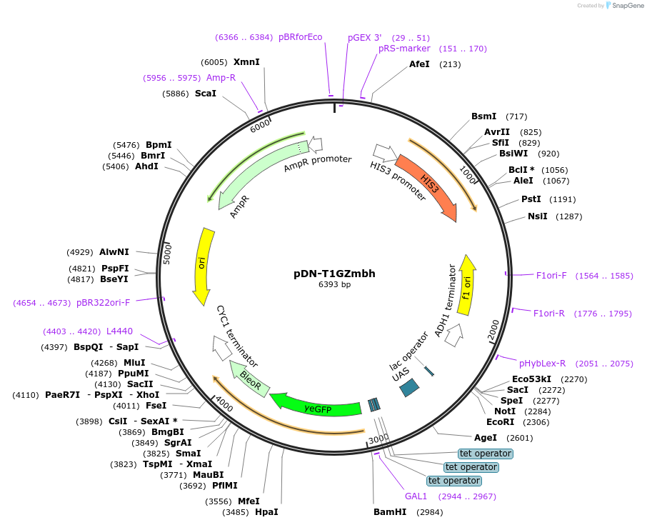 44522-plasmid-map-sequence-id-60874