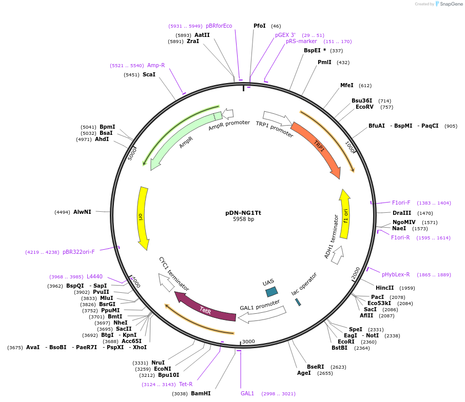 44523-plasmid-map-sequence-id-60875