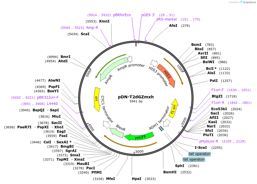 44552-plasmid-map-sequence-id-60893