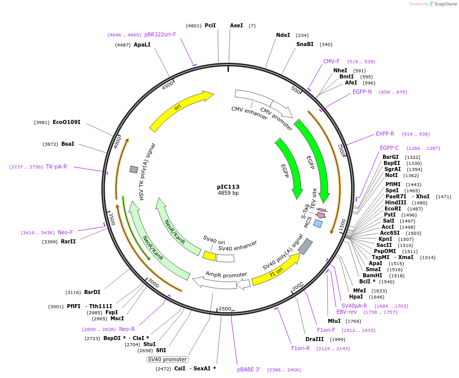 44434-plasmid-map-sequence-id-60931